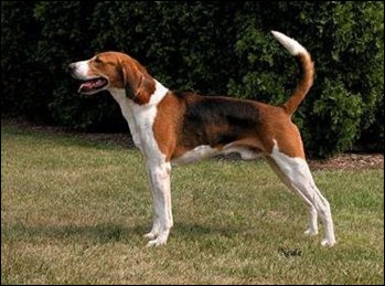 American-Foxhound-dog